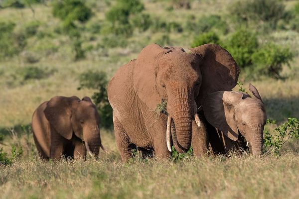 Pitamitz, Sergio 아티스트의 A female African elephant-Loxodonta africana-and calves-Lualenyi-Tsavo-Kenya작품입니다.